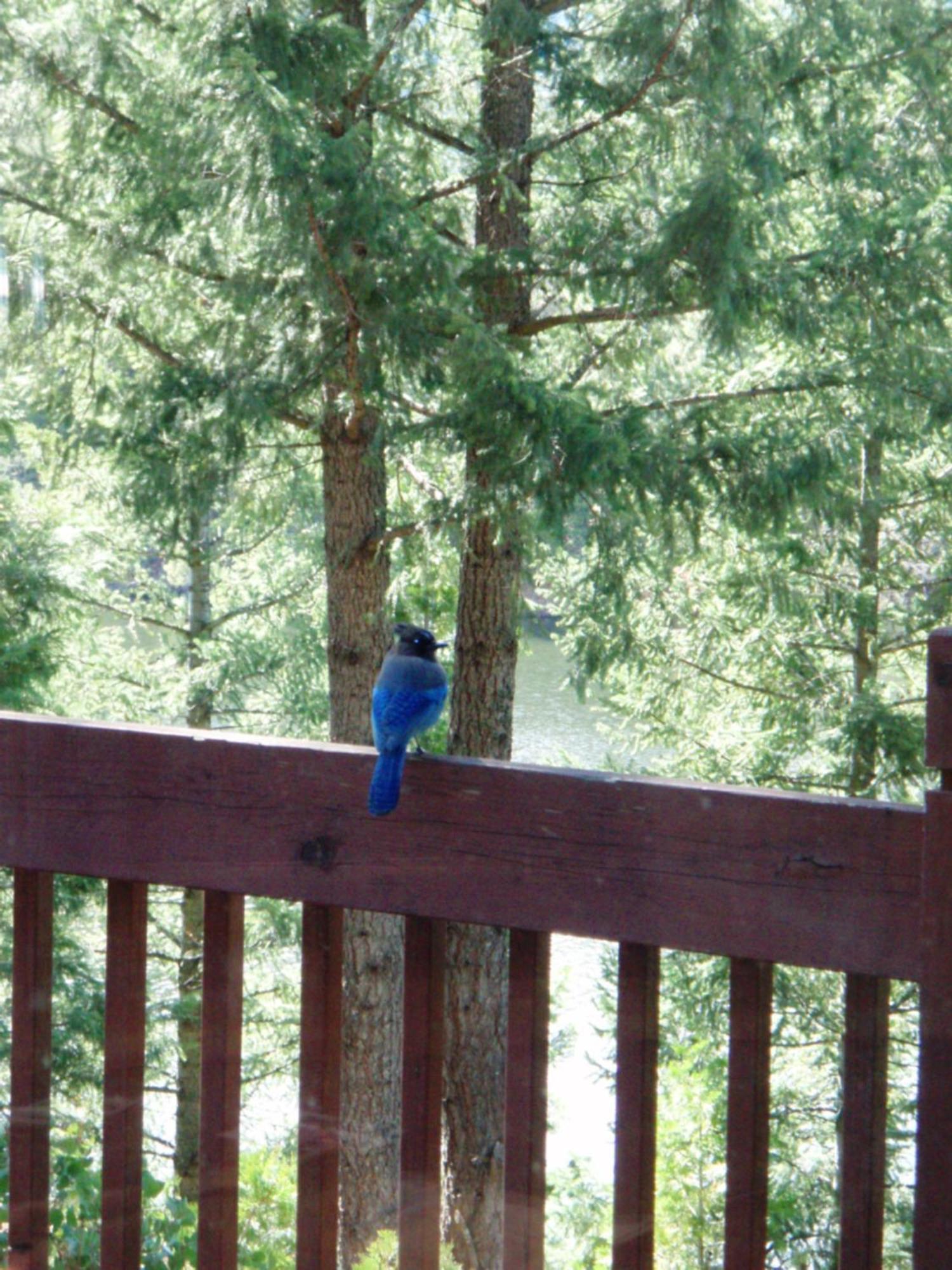 Mount Shasta Resort Eksteriør billede